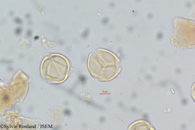 Acridocarpus smeathmannii - lame n° 14
