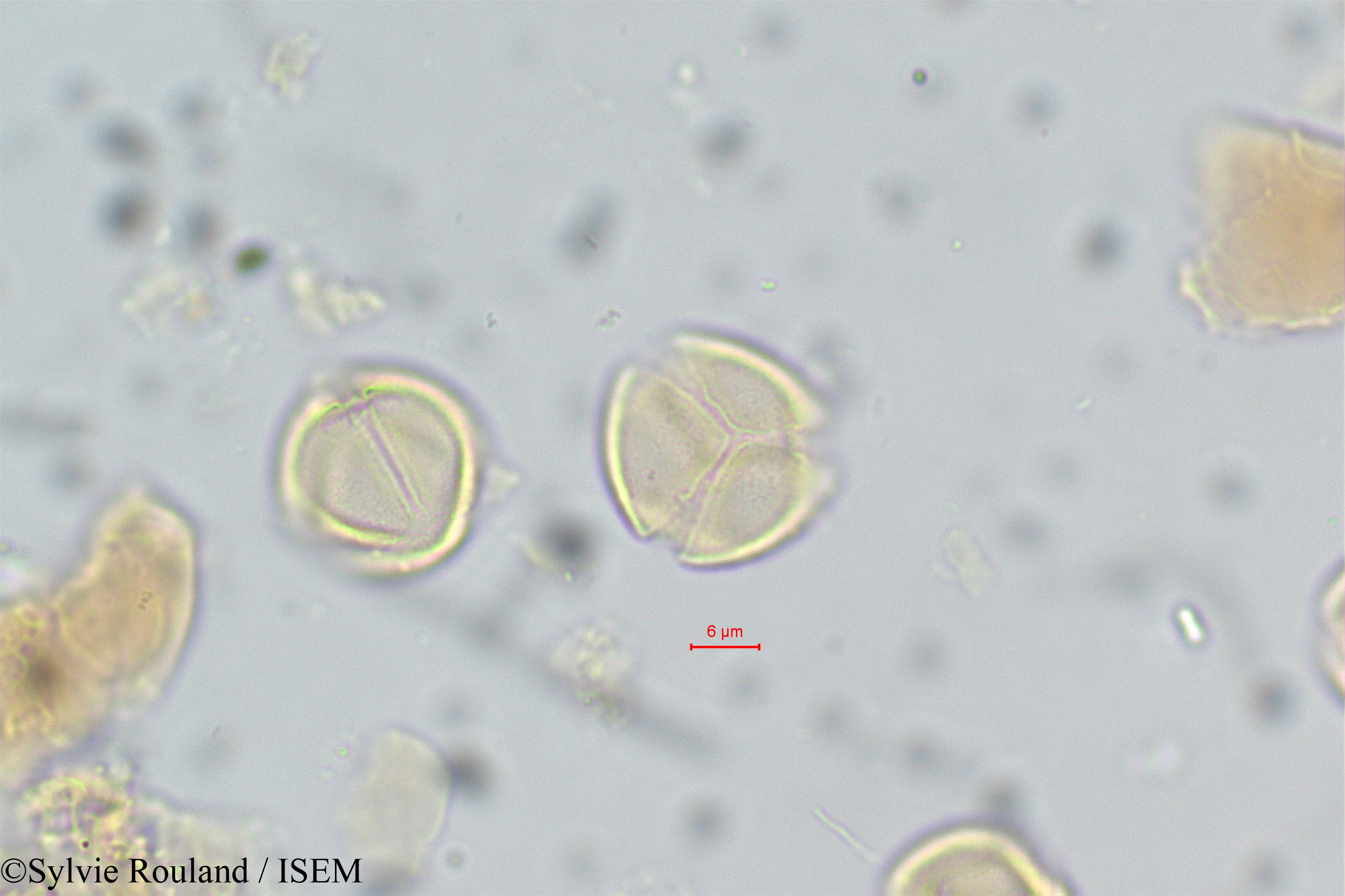 Sylvie.Rouland/Acridocarpus_smeathmannii_14/Acridocarpus_smeathmannii_14_0006(copy).jpg