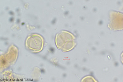 Acridocarpus smeathmannii - lame n° 14