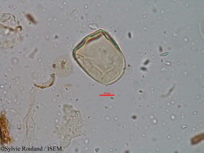 Sylvie.Rouland/Acriulus_madagascariensis_2620/Acriulus_madagascariensis_2620_0001(copy)_thumb.jpg