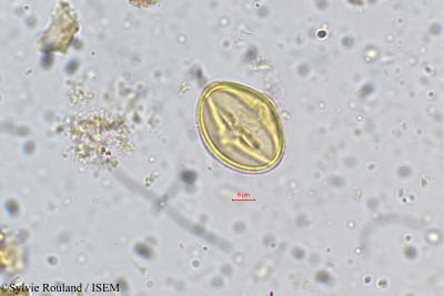 Sylvie.Rouland/Acrocarpus_fraxinifolius_5354/Acrocarpus_fraxinifolius_5354_0001(copy)_thumb.jpg