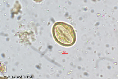 Acrocarpus fraxinifolius - lame n° 5354
