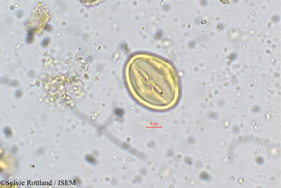 Acrocarpus fraxinifolius - lame n° 5354