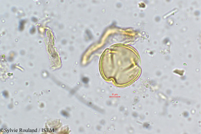 Acrocarpus fraxinifolius - lame n° 5354