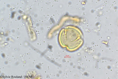 Acrocarpus fraxinifolius - lame n° 5354