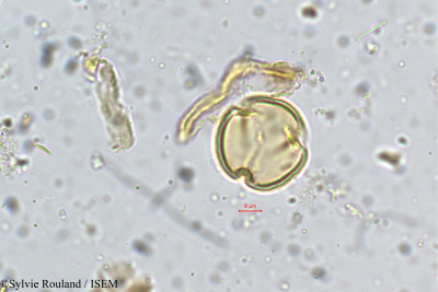 Acrocarpus fraxinifolius - lame n° 5354
