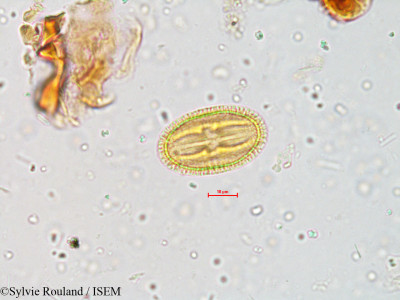 Sylvie.Rouland/Acronychia_laurifolia_4033/Acronychia_laurifolia_4033_0001(copy)_thumb.jpg