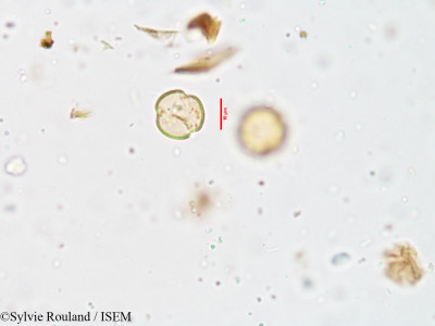 Sylvie.Rouland/Acrotrema_arnottianum_3879/Acrotrema_arnottianum_3879_0001(copy)_thumb.jpg