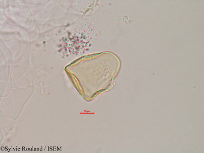 Sylvie.Rouland/Actinoschoenus_humbertii_2988/Actinoschoenus_humbertii_2988_0001(copy)_thumb.jpg