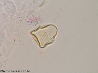 Actinoschoenus humbertii - lame n° 2988