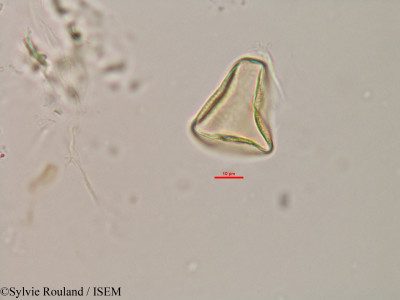 Actinoschoenus humbertii - lame n° 2988