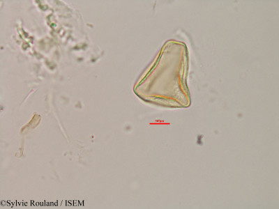 Actinoschoenus humbertii - lame n° 2988