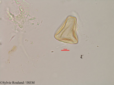 Actinoschoenus humbertii - lame n° 2988