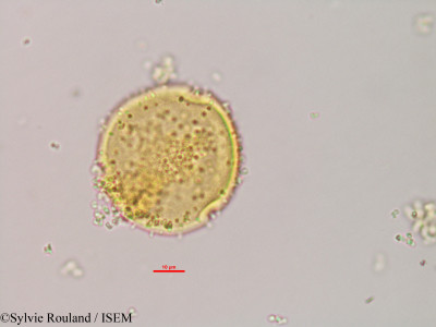 Adansonia za - lame n° 2955