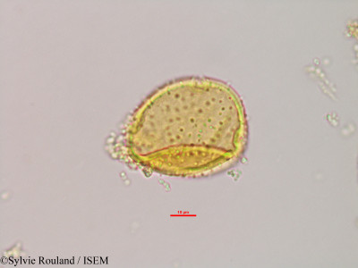 Adansonia za - lame n° 2955