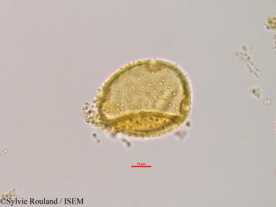 Adansonia za - lame n° 2955