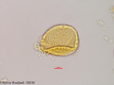 Adansonia za - lame n° 2955