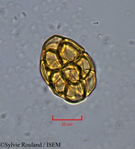 Sylvie.Rouland/Adenanthera_microsperma_2158/Adenanthera_microsperma_2158_0001(copy)_thumb.jpg