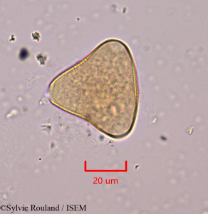 Sylvie.Rouland/Adenanthos_pungens_1730/Adenanthos_pungens_1730_0001(copy)_thumb.jpg