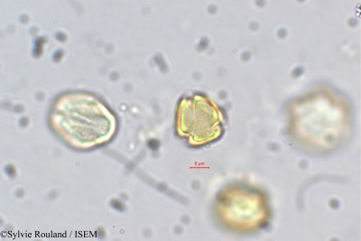 Adenaria floribunda - lame n° 5420