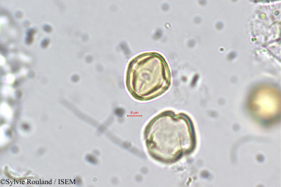 Adenaria floribunda - lame n° 5420