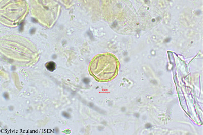 Adenaria floribunda - lame n° 5421