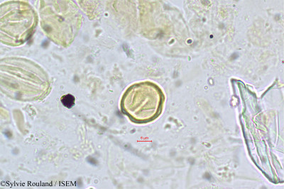 Adenaria floribunda - lame n° 5421