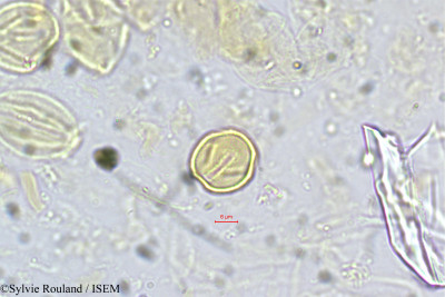 Adenaria floribunda - lame n° 5421