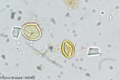 Adenaria floribunda - lame n° 5421
