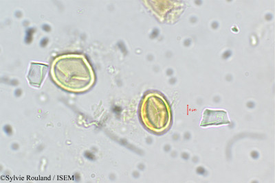 Adenaria floribunda - lame n° 5421