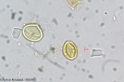 Adenaria floribunda - lame n° 5421