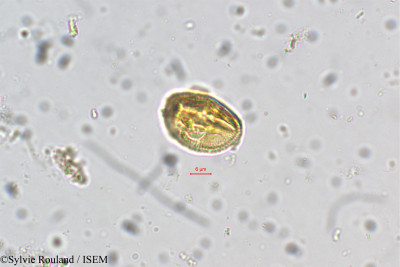 Adenaria floribunda - lame n° 5445