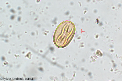 Adenaria floribunda - lame n° 5853