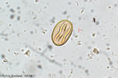 Adenaria floribunda - lame n° 5853