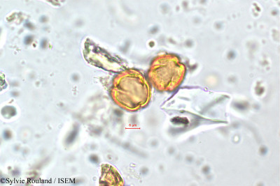 Adenaria floribunda - lame n° 5853
