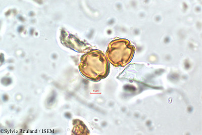 Adenaria floribunda - lame n° 5853