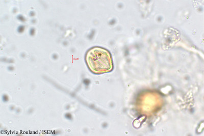 Adenaria floribunda - lame n° 5854