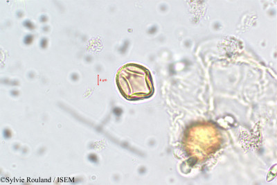Adenaria floribunda - lame n° 5854