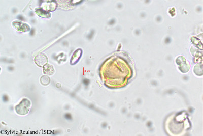 Adenaria floribunda - lame n° 5854