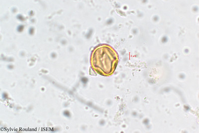 Adenaria floribunda - lame n° 5855