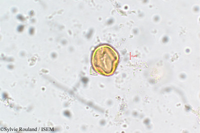 Adenaria floribunda - lame n° 5855