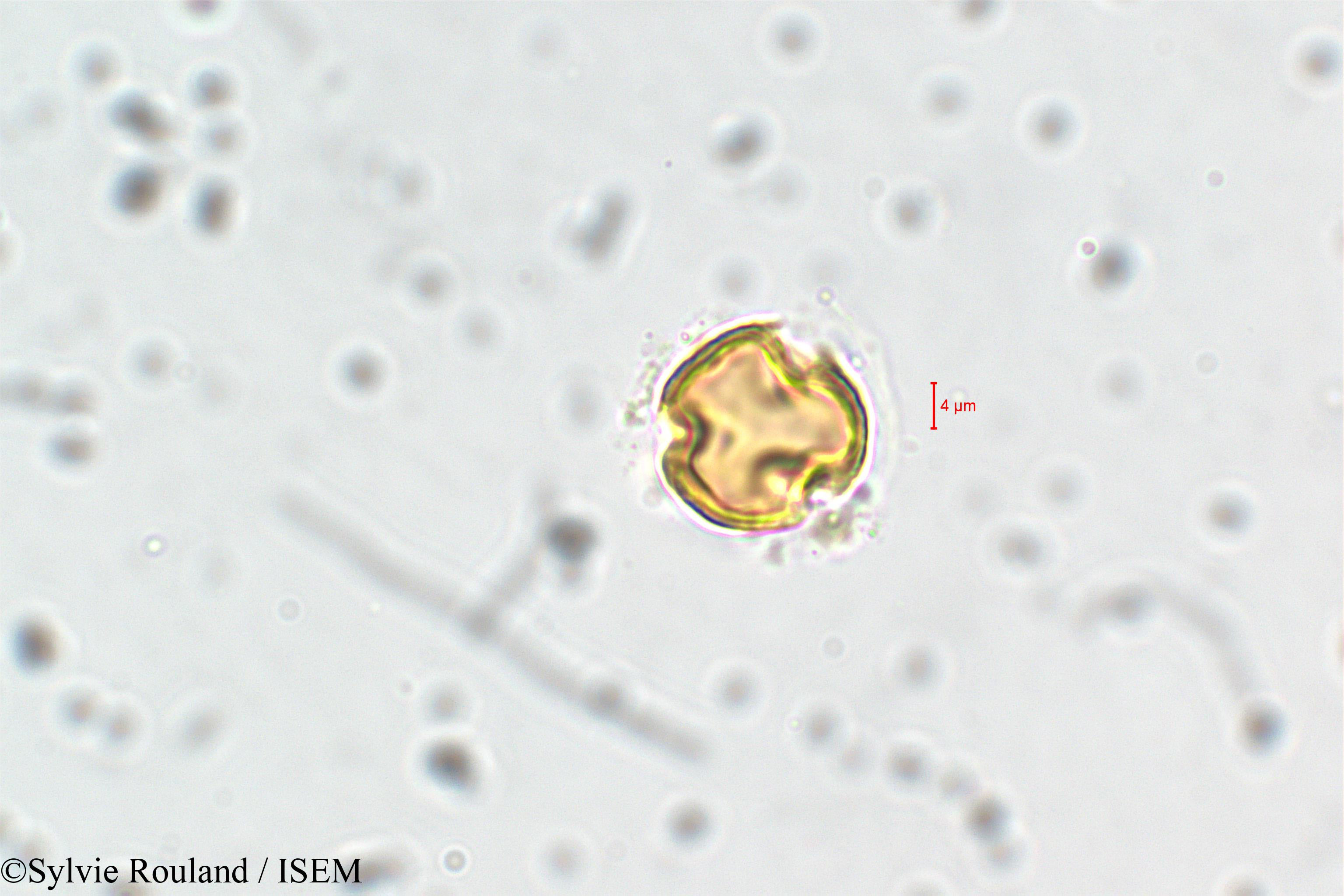 Sylvie.Rouland/Adenaria_floribunda_6435/Adenaria_floribunda_6435_0001(copy).jpg