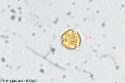 Adenaria floribunda - lame n° 6435