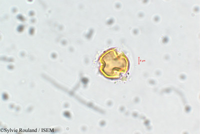 Adenaria floribunda - lame n° 6435