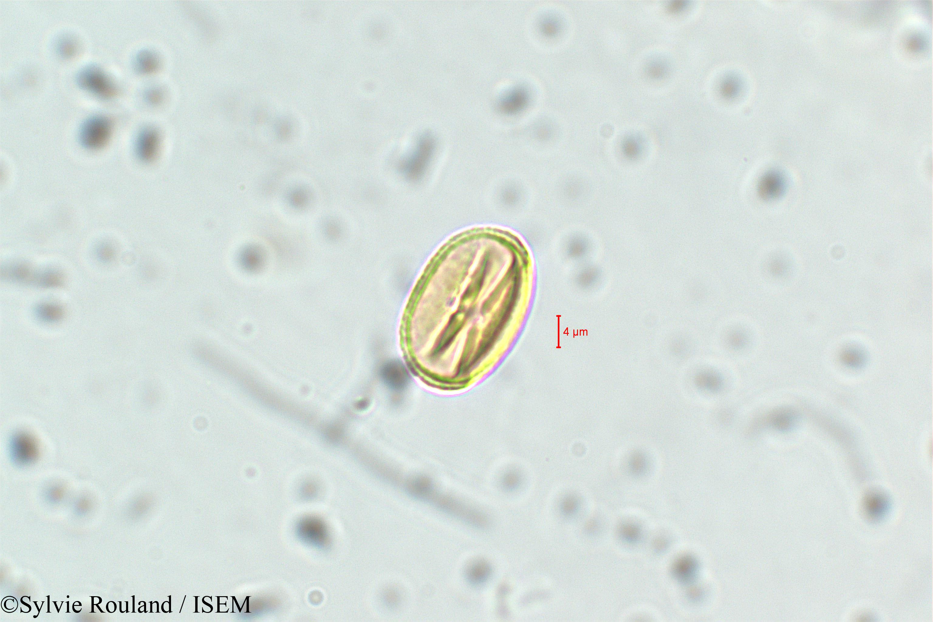 Sylvie.Rouland/Adenaria_floribunda_6435/Adenaria_floribunda_6435_0004(copy).jpg