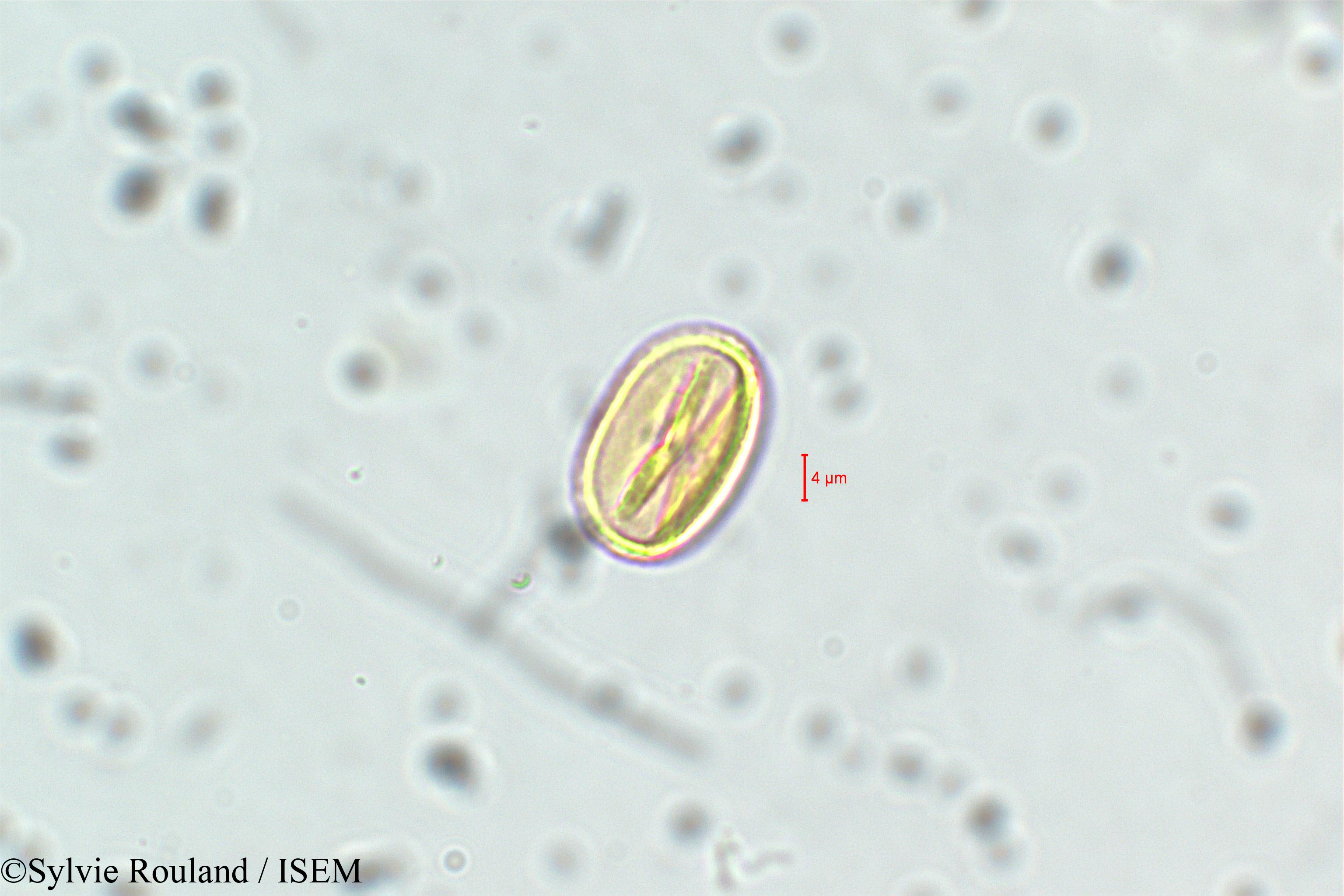 Sylvie.Rouland/Adenaria_floribunda_6435/Adenaria_floribunda_6435_0005(copy).jpg