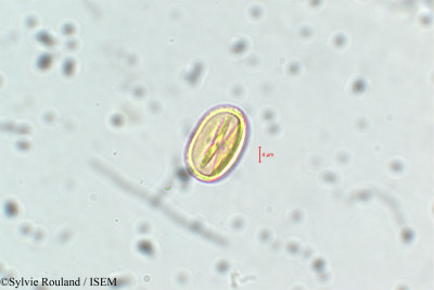 Adenaria floribunda - lame n° 6435