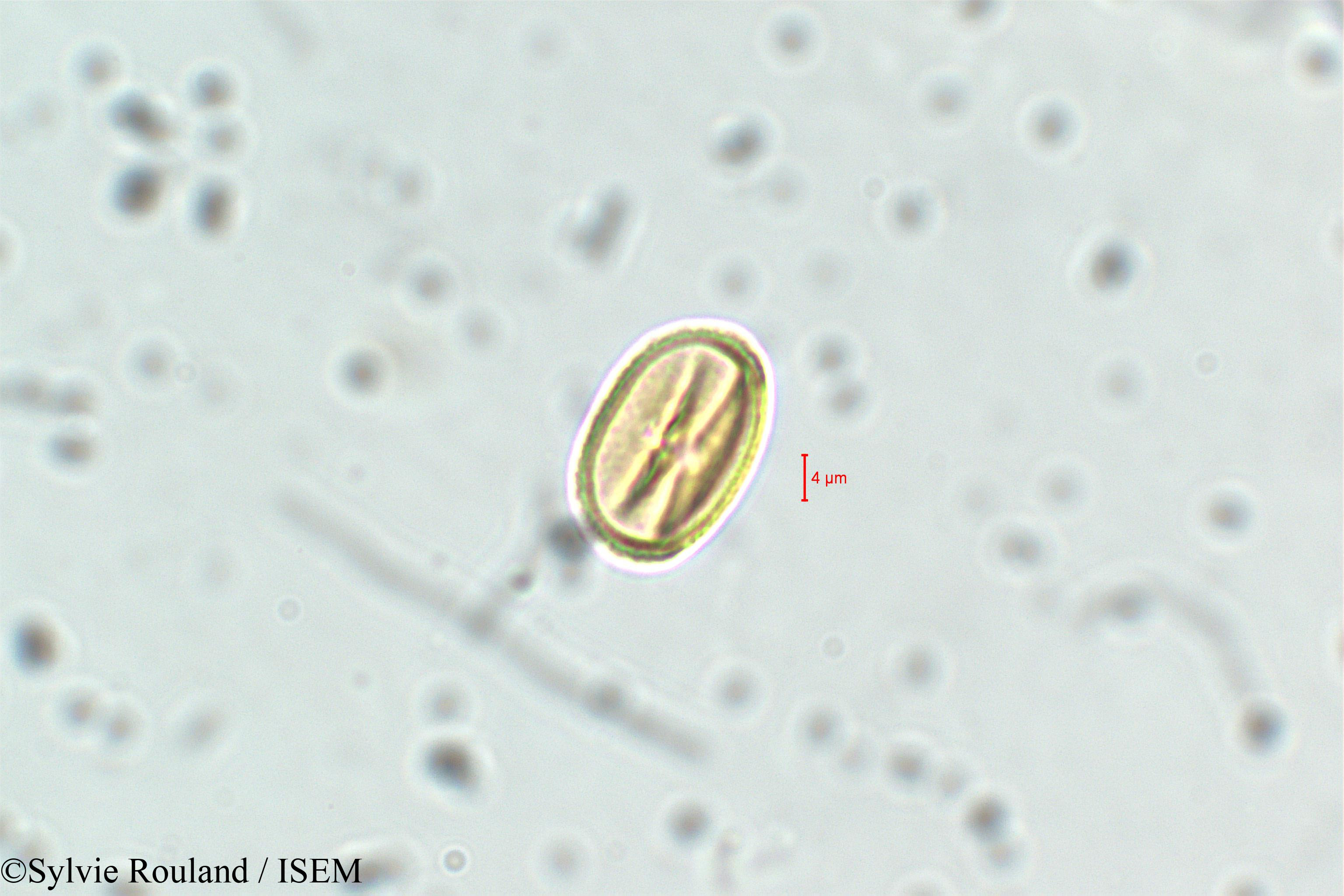 Sylvie.Rouland/Adenaria_floribunda_6435/Adenaria_floribunda_6435_0006(copy).jpg