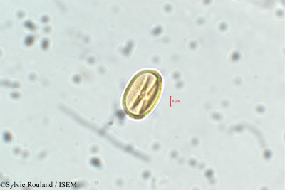 Adenaria floribunda - lame n° 6435