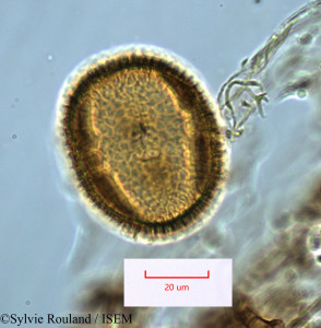 Sylvie.Rouland/Adenia_elegans_1287/Adenia_elegans_1287_0001(copy)_thumb.jpg